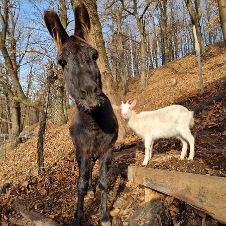 Iduevagamondi - Ospitalita Rurale Famigliare Di Montagna Bed & Breakfast Chiusa di Pesio Luaran gambar